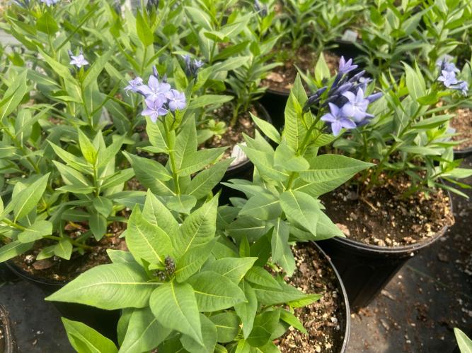 Spring Plant Sale Brookgreen